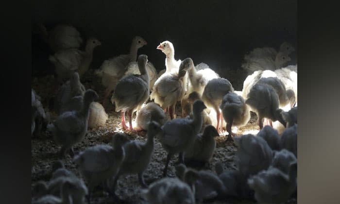 avian-flu-detected-in-additional-abbotsford-and-chilliwack-flocks-cfia