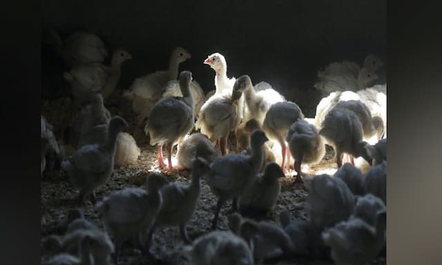 Avian flu detected in additional Abbotsford and Chilliwack flocks: CFIA - https://cdn.connectfm.ca/Avian-flu.jpg