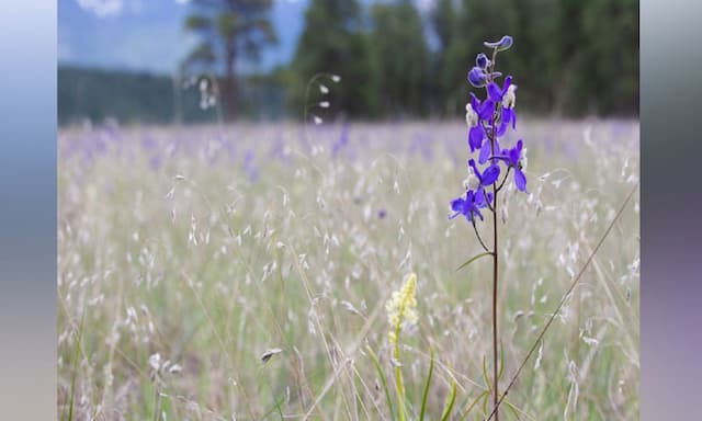 Nature Conservancy of Canada buys B.C. grasslands for new conservation area - https://cdn.connectfm.ca/Cranbrook.jpg