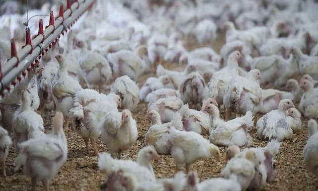 Ottawa purchases 500,000 bird flu vaccine doses to help protect people most at risk - https://cdn.connectfm.ca/bird-flu.jpg