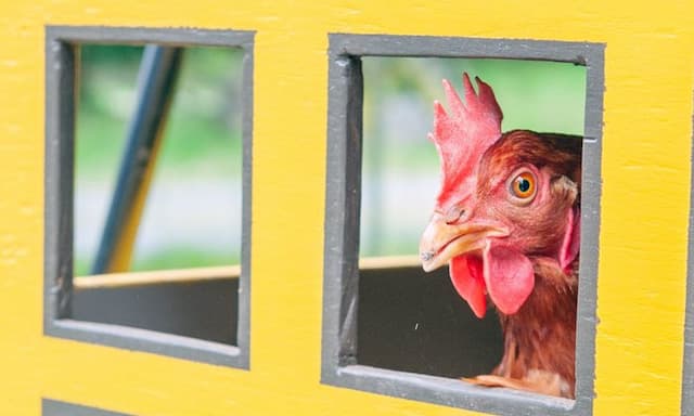 Guinness World Record for intelligent B.C. chicken Lacey - https://cdn.connectfm.ca/chicken-Lacey.jpg