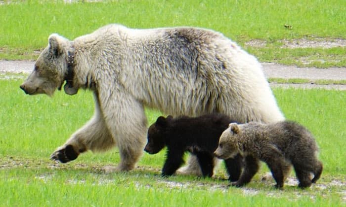 rare-white-grizzly-bear-nakoda-and-her-cubs-die-in-separate-crashes-in-b-c-park