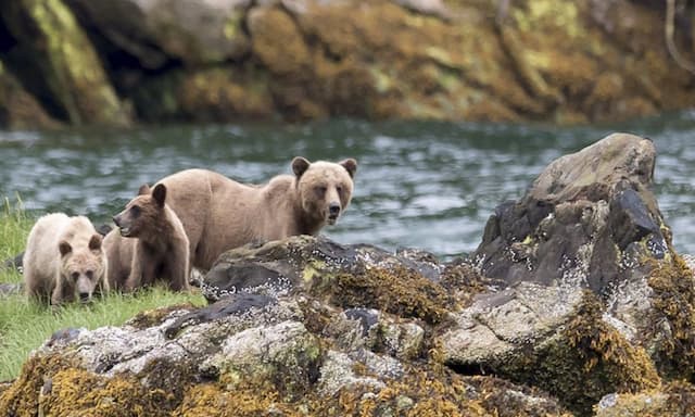 Fines for illegal hunting and fishing more than double in B.C. - https://cdn.connectfm.ca/illegal-hunting.jpg