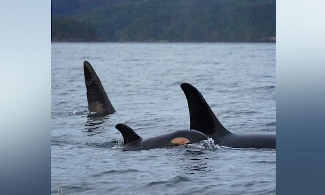 B.C. film company fined for flying drone too close to killer whales - https://cdn.connectfm.ca/killer-whales.jpg